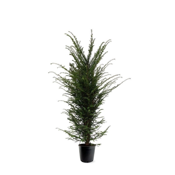 Taxus baccata (zonder etiket)