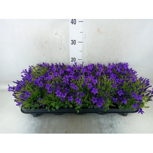 Campanula porten. 'Get Mee'
