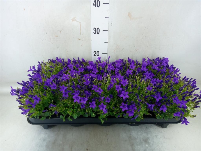 <h4>Campanula porten. 'Get Mee'</h4>