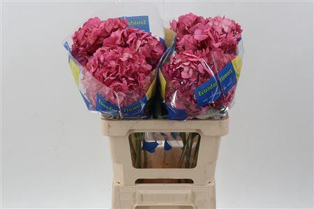 <h4>Hydra M Old Pink Select</h4>