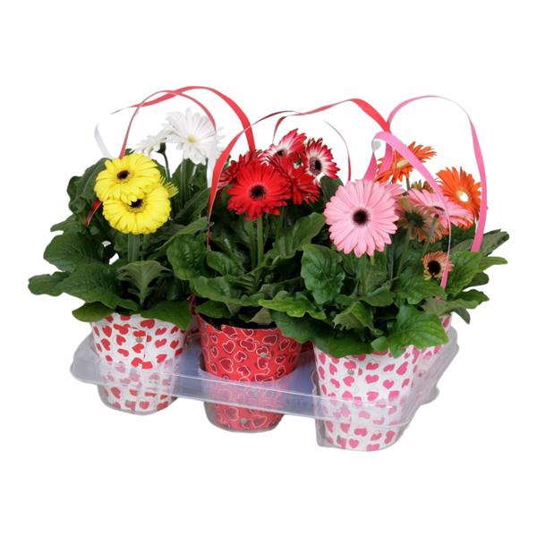 <h4>Gerbera gemengd 2+ in draagtas hartjes</h4>