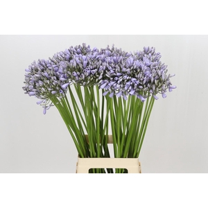 Agapanthus Silberpfeil