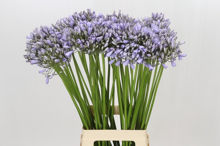 <h4>Agapanthus Silberpfeil</h4>