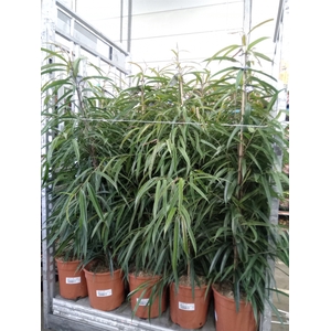 Ficus binn. 'Alii'
