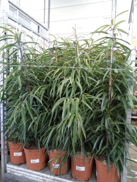 <h4>Ficus binn. 'Alii'</h4>