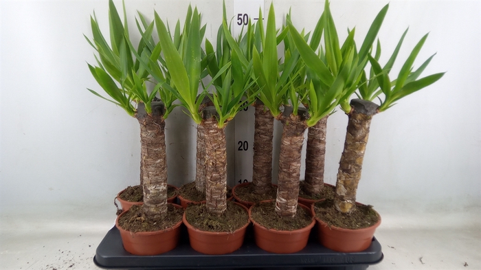 <h4>Yucca</h4>