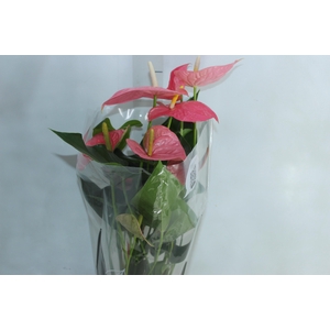 ANTHURIUM COLORADO P17 PREMIUM