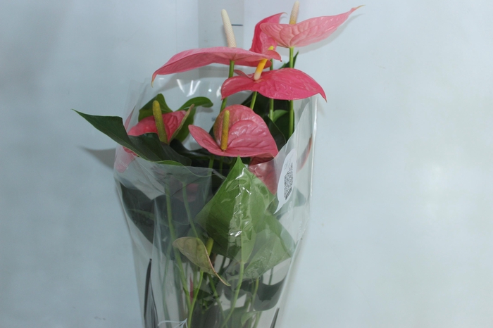 <h4>ANTHURIUM COLORADO P17 PREMIUM</h4>
