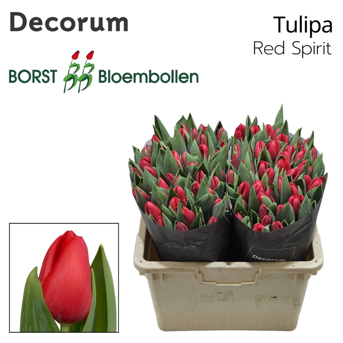 <h4>Tulipa Red Spirit</h4>