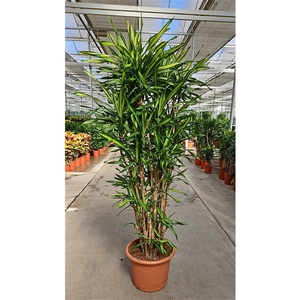 Dracaena Riki