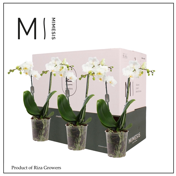 <h4>Mimesis Phal. White - 2 spike 9cm Less Plastic</h4>