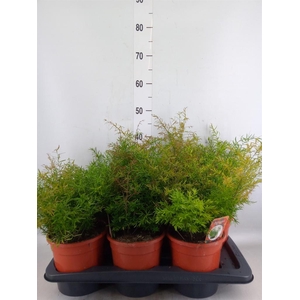 Asparagus dens. 'Cwebe'