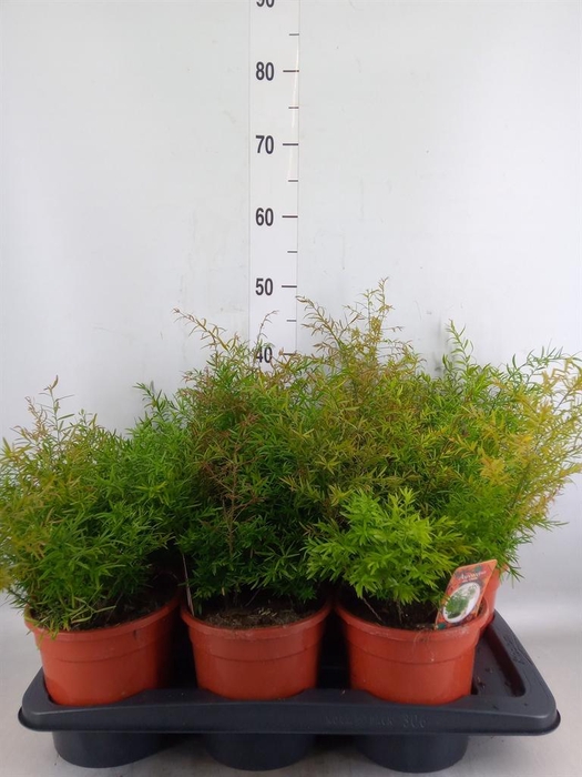 <h4>Asparagus dens. 'Cwebe'</h4>