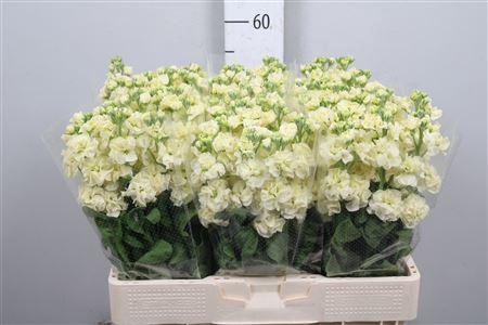 <h4>Matth Stox Yellow</h4>