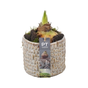 PTAA7501 Arrangement Amaryllis in keramiek pot