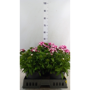 Dianthus   ...