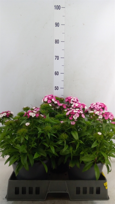 <h4>Dianthus   ...</h4>