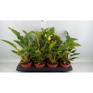 Philodendron  'Ring of Fire'