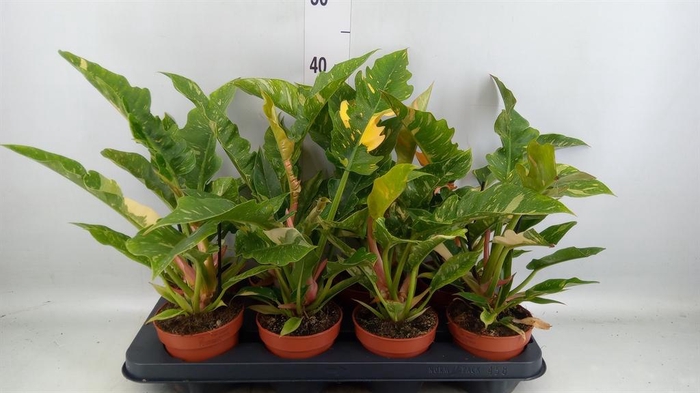 <h4>Philodendron  'Ring of Fire'</h4>