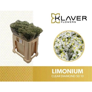 Lim Sin Clear Diamond