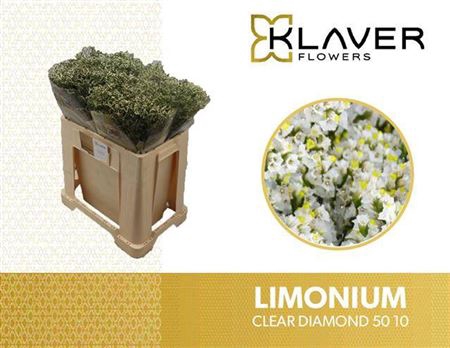 <h4>Lim Sin Clear Diamond</h4>
