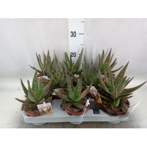 Aloe   ...