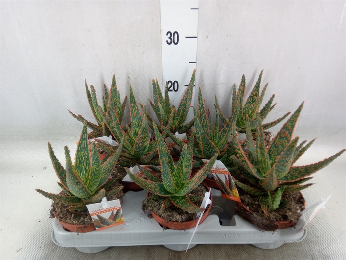 <h4>Aloe   ...</h4>