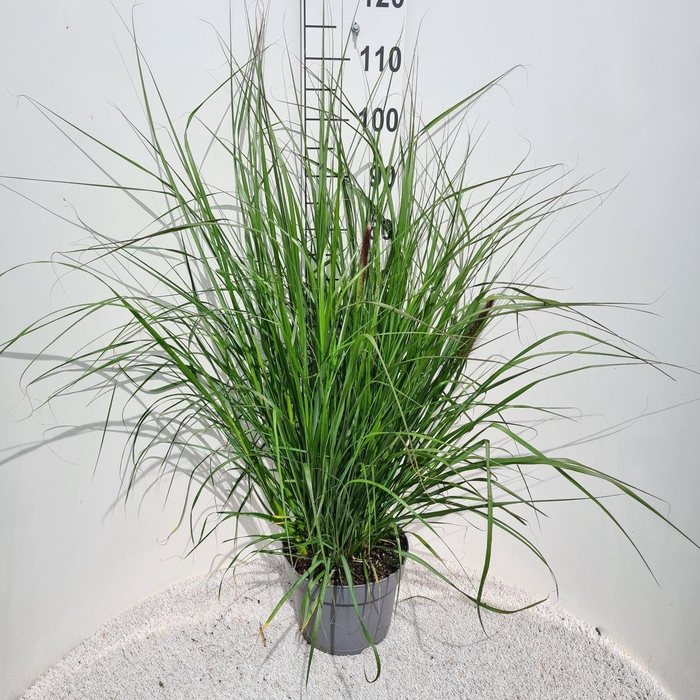 Pennisetum alopecuroides