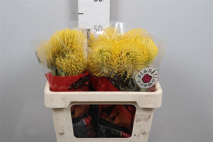 <h4>Leuco High Gold</h4>