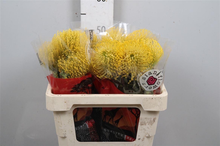 <h4>Leuco High Gold</h4>