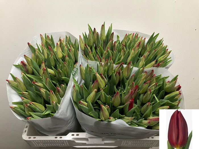 <h4>TU EN STRONG LOVE</h4>