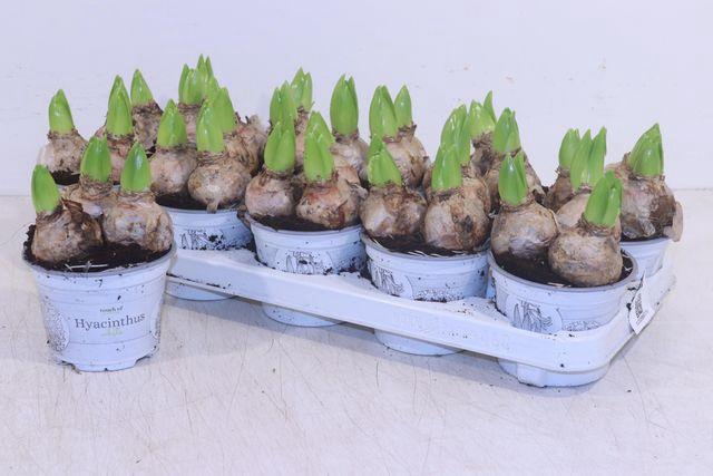 <h4>HYACIN WHITE PEARL P12</h4>