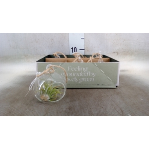 Arr.  Tillandsia L%