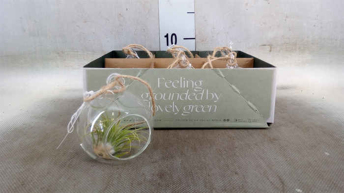 <h4>Arr.  Tillandsia L%</h4>