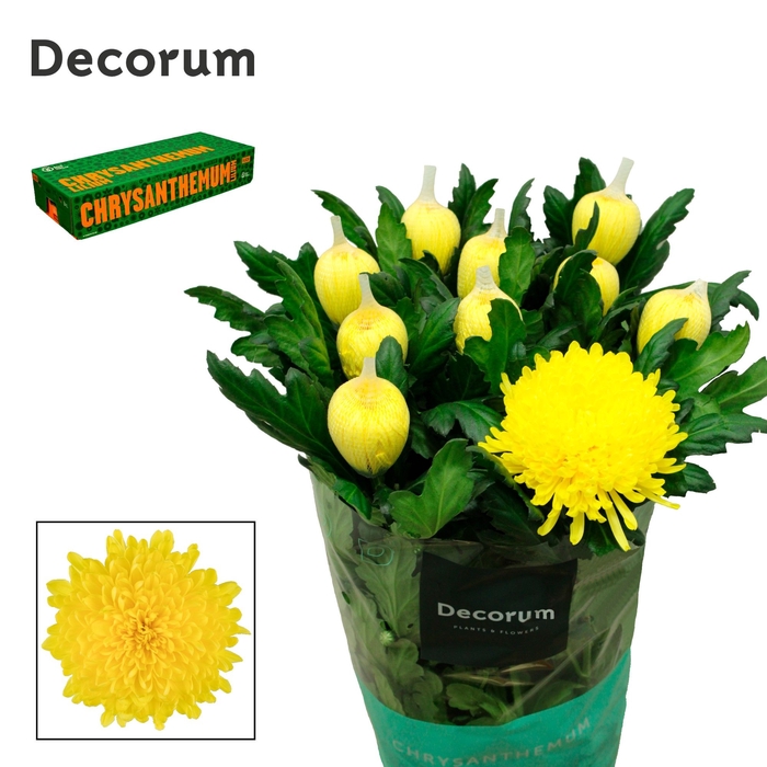 <h4>Chrysanten Chr G Pjotr</h4>
