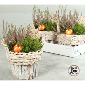 ARR TUINPLANTEN