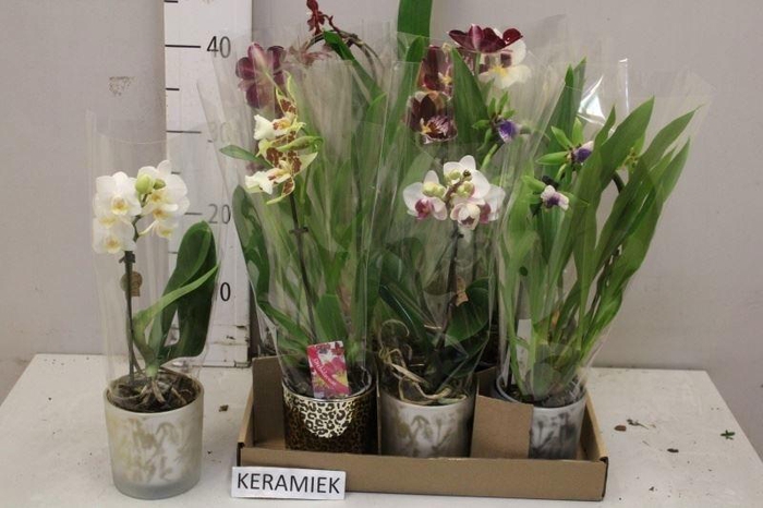 <h4>ARR KAMERPL BLOEI</h4>