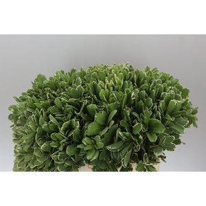 Pittosporum Ilan