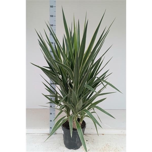 Yucca elephantipes puck P28 3PP