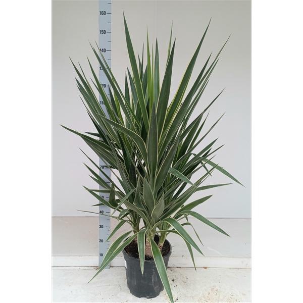 <h4>Yucca elephantipes puck P28 3PP</h4>