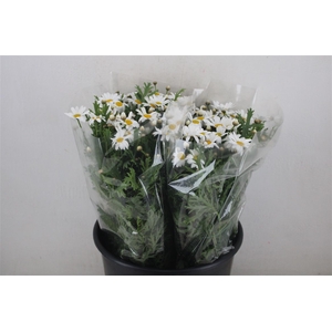 Margriet White Extra P Stem