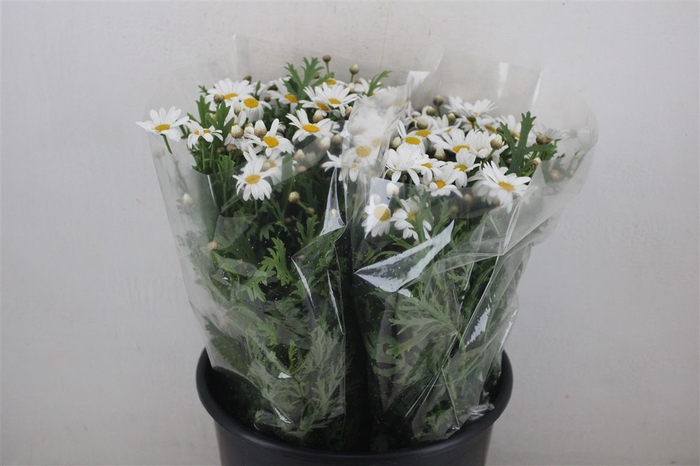 <h4>Margriet White Extra P Stem</h4>
