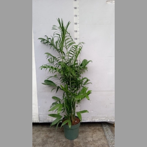 Chamaedorea seifrizii