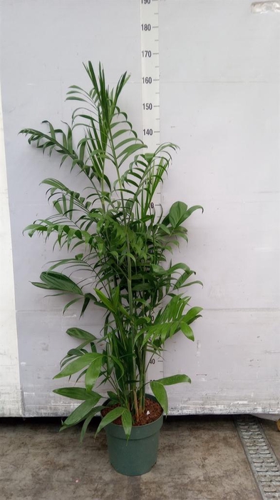 <h4>Chamaedorea seifrizii</h4>