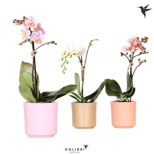 <h4>Kolibri Orchids Phalaenopsis Mix 1 spike in Simplicity pot mix</h4>