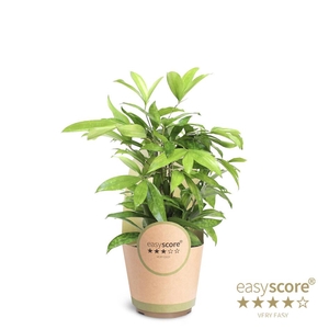 DRACAENA SURCULOSA p17 papercover