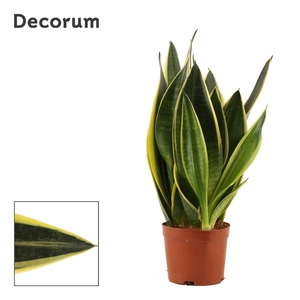 Sansevieria Canary 9 cm (Decorum)