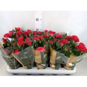 Rosa  'Red Mercedes Kordana'
