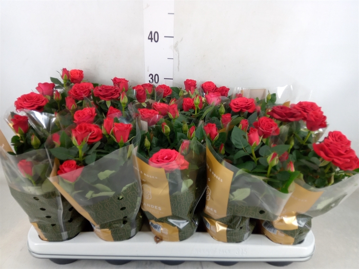 <h4>Rosa  'Red Mercedes Kordana'</h4>