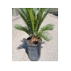 Cycas revoluta